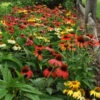 'Cheyenne Spirit' Coneflower -Green Haven Shop 0025c305ce517215e38a6ad3e378a794