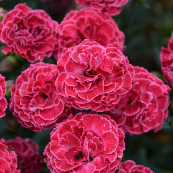 Fruit Punch® 'Raspberry Ruffles' Dianthus 3 Fruit Punch® 'Raspberry Ruffles' Dianthus