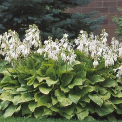 'Royal Standard' Hosta -Green Haven Shop 05c01d7c9943fcc19b97fe14072bc61a