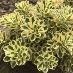 'Atlantis' Stonecrop -Green Haven Shop 074d3ed772fe925ab043a076e3d349e4