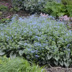 'Jack Frost' Siberian Bugloss -Green Haven Shop 09937cb9b06355dc9512a5e79393d95c