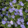 Rozanne® Cranesbill -Green Haven Shop 0ca00ed49dfa46cef8c9f3a8128ddab1