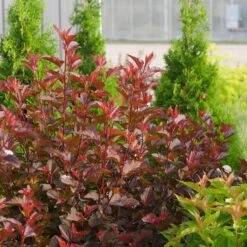 Ginger Wine® Ninebark 10 Ginger Wine® Ninebark -Green Haven Shop 1034 4523 popup sw