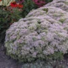 Rock 'N Round™ 'Pure Joy' Stonecrop -Green Haven Shop 104f075df1d3b51c0a372227e4cac306