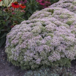 Rock 'N Round⢠'Pure Joy' Stonecrop