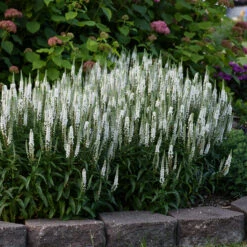 Magic Show® 'White Wands' Spike Speedwell -Green Haven Shop 1100 3776 popup