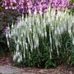 Magic Show® 'White Wands' Spike Speedwell