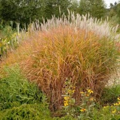 Purple Eulalia -Green Haven Shop 111 1217 popup sw