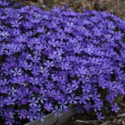 'Violet Pinwheels' Creeping Phlox 9 'Violet Pinwheels' Creeping Phlox -Green Haven Shop 116ee91bcb827ca51607a57f7cd9bae9