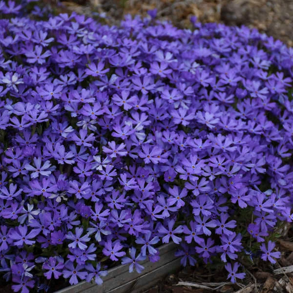 'Violet Pinwheels' Creeping Phlox 6 'Violet Pinwheels' Creeping Phlox - Image 4