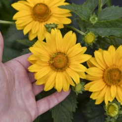 Tuscan Gold™ False Sunflower 9 Tuscan Gold™ False Sunflower -Green Haven Shop 11b3c7bafa35c699d5a58be11810103a