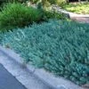 'Blue Spruce' Stonecrop -Green Haven Shop 120 2413 popup sw