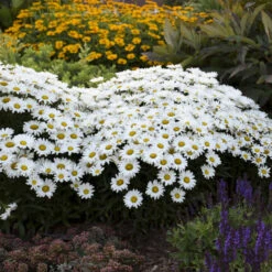 Amazing Daisies® Daisy May® Shasta Daisy -Green Haven Shop 12883ffa5c75e1431e04bdeb6e5df944 1