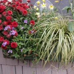 'Evergold' Sedge -Green Haven Shop 128 991 popup