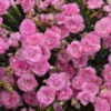 Fruit Punch® 'Sweetie Pie' Dianthus -Green Haven Shop 149058acc30dc0923b274b0fd357ffbd