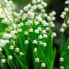 Lily Of The Valley -Green Haven Shop 176 convallaria lily of the valley 1