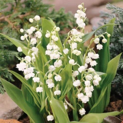 Lily Of The Valley -Green Haven Shop 176 convallaria lily of the valley 3