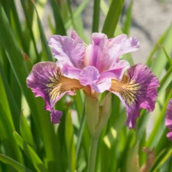 'Miss Apple' Siberian Iris -Green Haven Shop 180604gbo020IrissibiricaMissApple 800x800 b36441e
