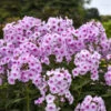 Luminary™ 'Opalescence' Phlox -Green Haven Shop 1887c8fe50c69809751e3627af0a96ed