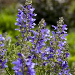 Living Large™ Big Sky Salvia -Green Haven Shop 1d57ccc8c8b97238f0b12807d303e1b8
