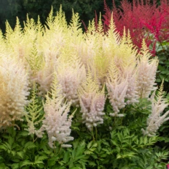 'Milk And Honey' Astilbe -Green Haven Shop 200630gbo002AstilbeMilkandHoney 800x800 eb98305