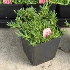 Fire Spinner® Ice Plant -Green Haven Shop 212 1688 popup sw