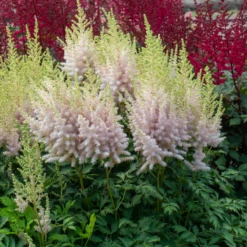 'Milk And Honey' Astilbe -Green Haven Shop 220701gbo051AstilbeMilkandHoney 800x800 975ced0