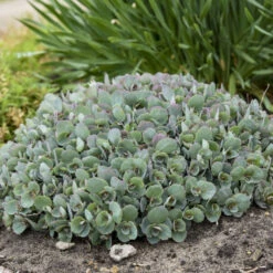 Rock 'N Round™ 'Popstar' Stonecrop 9 Rock 'N Round™ 'Popstar' Stonecrop -Green Haven Shop 227f54d52c5ff9d8c85dac352f099660