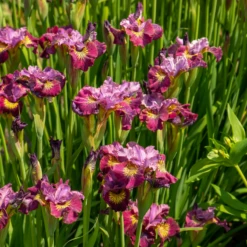 'Miss Apple' Siberian Iris -Green Haven Shop 230607gbo113IrissibiricaMissApple 800x800 682fa7b