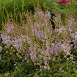 Dwarf Chinese Astilbe -Green Haven Shop 26a62b9a14c066620793a6074e344f90