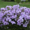 'Opening Act Blush' Hybrid Phlox