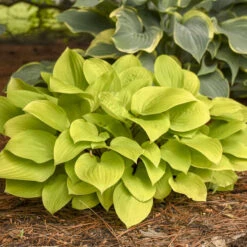 'Fire Island' Hosta -Green Haven Shop 290acddc1da833703c4ec65c515969d6