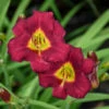 'Pardon Me' Daylily -Green Haven Shop 2bde50f6efa219fdf9d85df1211685b5