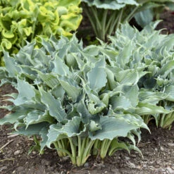 Shadowland® 'Waterslide' Hosta 13 Shadowland® 'Waterslide' Hosta -Green Haven Shop 2cd4c1b19f8358652dc0f5a422cfcb56