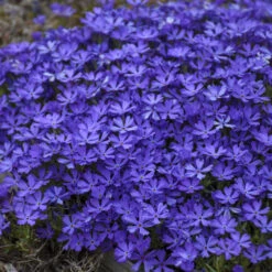 'Violet Pinwheels' Creeping Phlox 8 'Violet Pinwheels' Creeping Phlox -Green Haven Shop 2dbab699641a718b378d2e1c01eabb5f