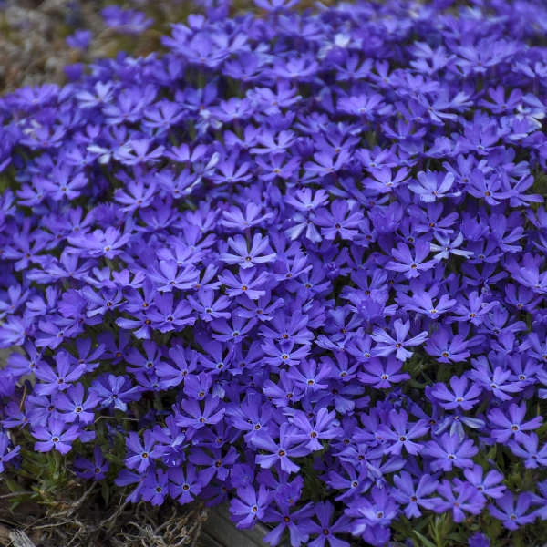 'Violet Pinwheels' Creeping Phlox 5 'Violet Pinwheels' Creeping Phlox - Image 3