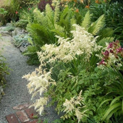 White Astilbe -Green Haven Shop 300 1244 popup