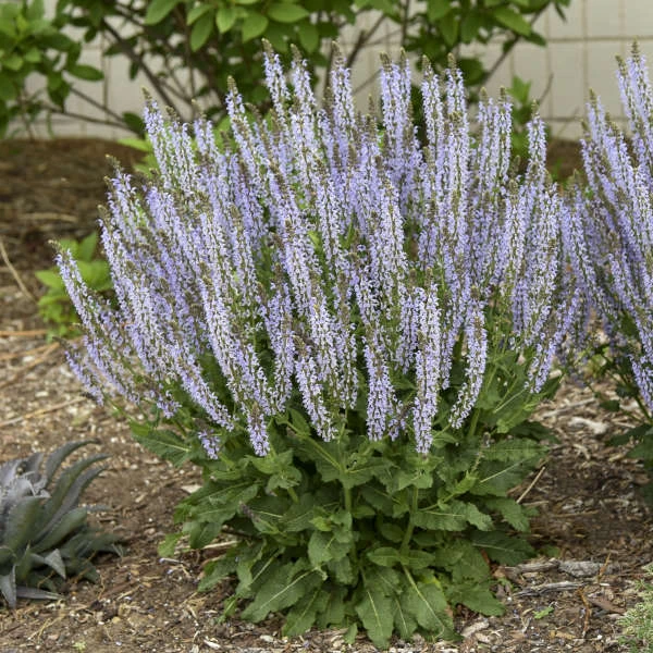 Color Spires® 'Crystal Blue' Salvia 4 Color Spires® 'Crystal Blue' Salvia - Image 2