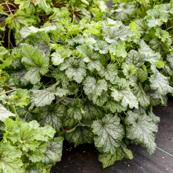 Fun And Games® 'Shadow Tag' Foamy Bells 3 Fun And Games® 'Shadow Tag' Foamy Bells