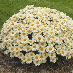 'Whoops-A-Daisy' Shasta Daisy 9 'Whoops-A-Daisy' Shasta Daisy -Green Haven Shop 316b0418603545106797c3e91bf9b14a