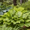 Shadowland® 'Lone Star' Hosta -Green Haven Shop 3682d226644f26310824643c105c7a1a