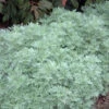 'Powis Castle' Wormwood -Green Haven Shop 381 1163 popup