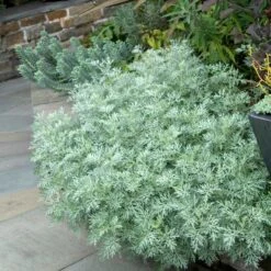'Powis Castle' Wormwood -Green Haven Shop 381 1453 popup