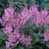 Dwarf Chinese Astilbe -Green Haven Shop 383 1192 popup sw