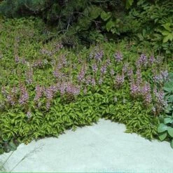 Dwarf Chinese Astilbe -Green Haven Shop 383 1381 popup sw