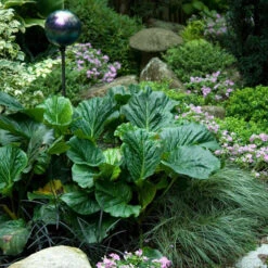 'Winterglut' Pigsqueak -Green Haven Shop 384 1170 popup