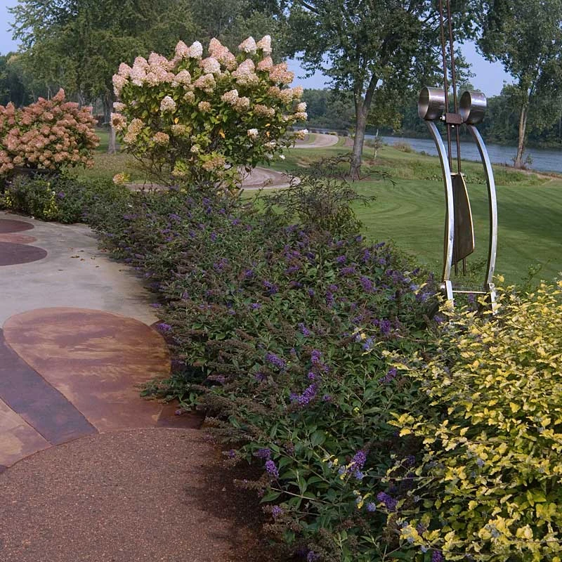 Lo & Behold® 'Blue Chip Jr.' Butterfly Bush 4 Lo & Behold® 'Blue Chip Jr.' Butterfly Bush - Image 2