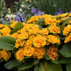 Front Page -Green Haven Shop 3a1ef59ee3d9802fd508e73ce3f76321