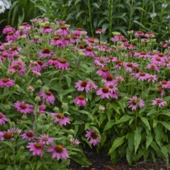 PowWow® Wild Berry Coneflower -Green Haven Shop 3a653b634590bb1937fe7006ca0421c4