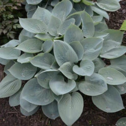 'Prairie Sky' Hosta -Green Haven Shop 3d3d067f8e561d54b991429ad4fe642f
